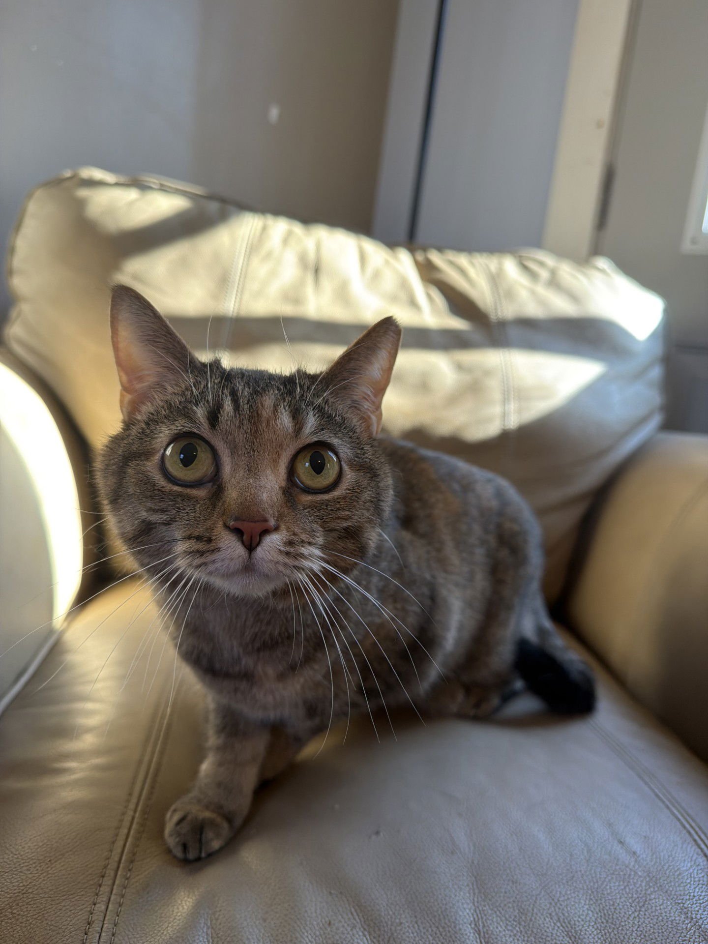 BONNIE - Domestic Short Hair available for adoption