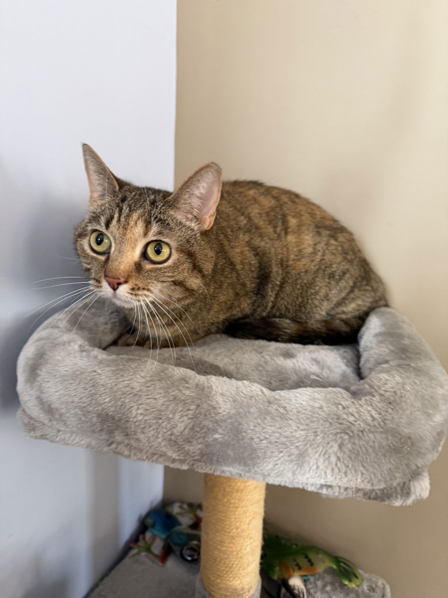 BONNIE - Domestic Short Hair available for adoption