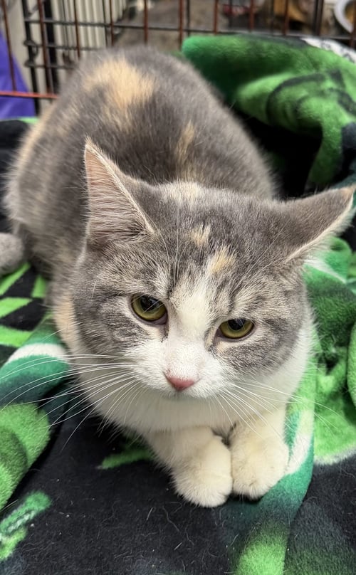 MOXIE - Domestic Short Hair available for adoption