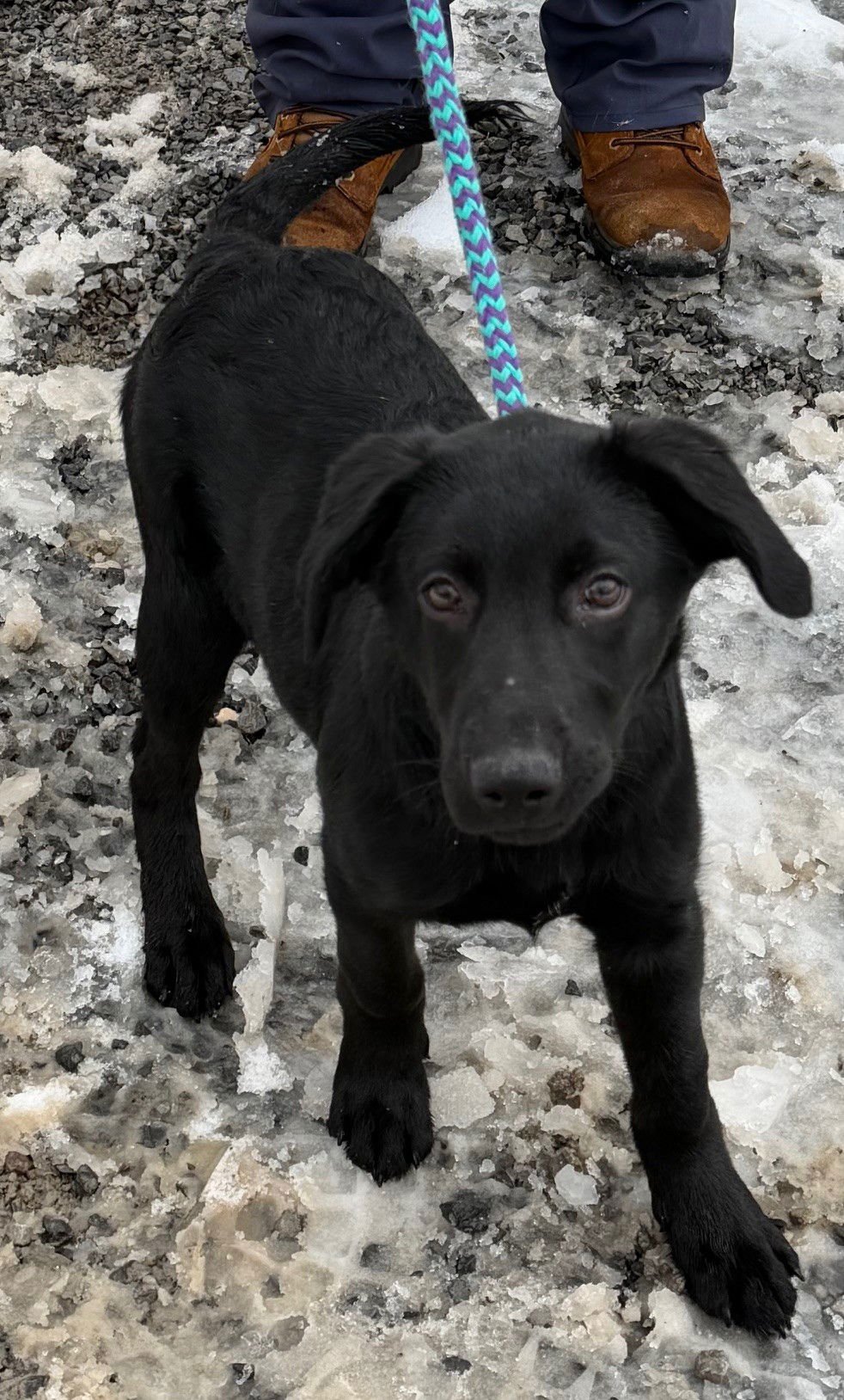 NOODLE - Labrador Retriever available for adoption