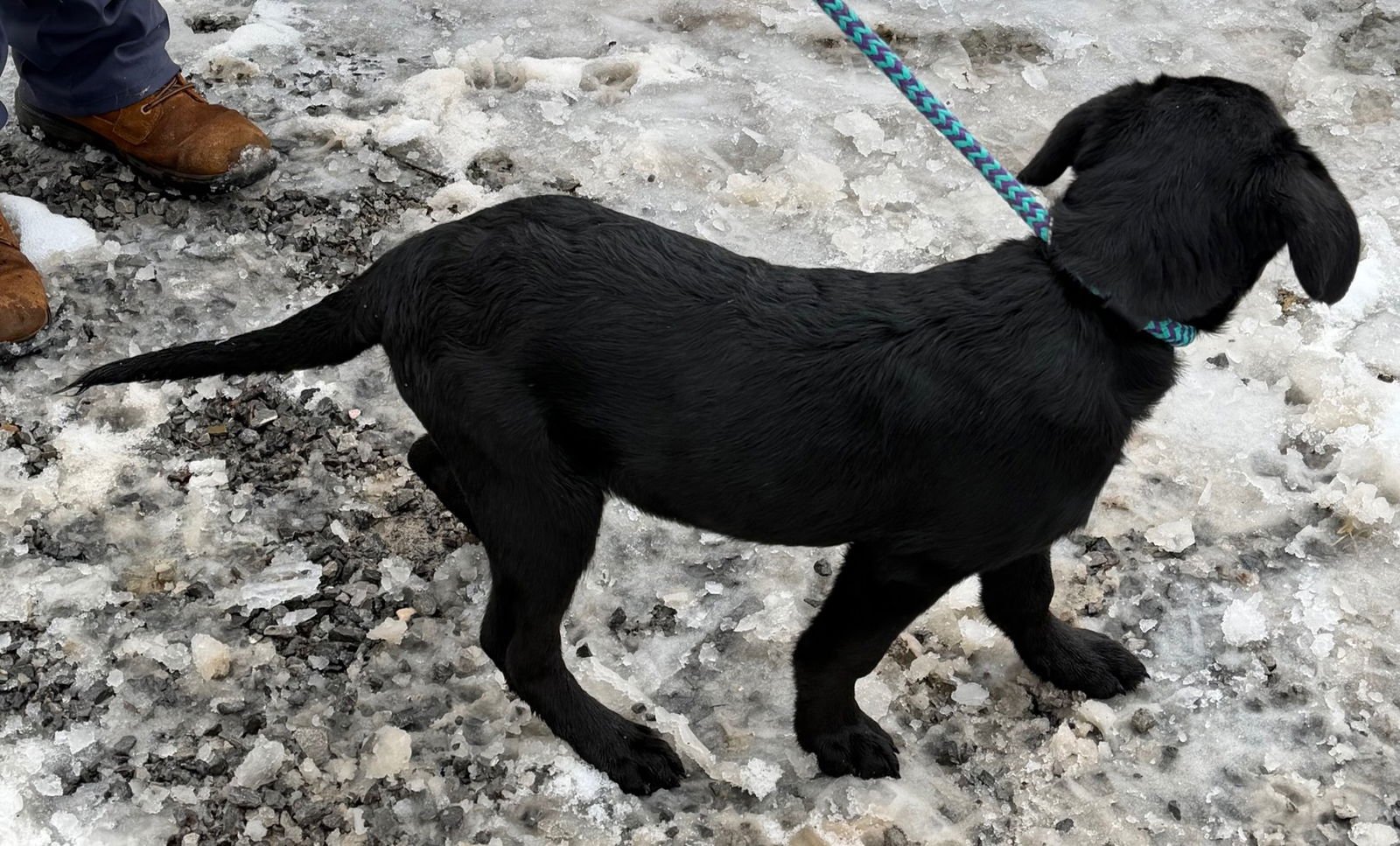 NOODLE - Labrador Retriever available for adoption