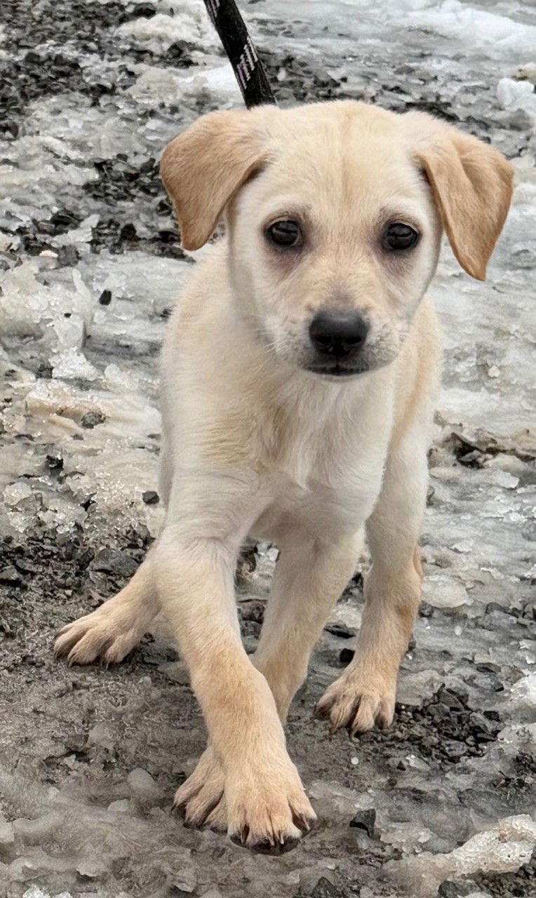 DAISY - Labrador Retriever available for adoption