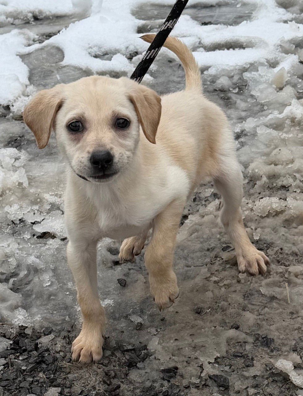 DAISY - Labrador Retriever available for adoption
