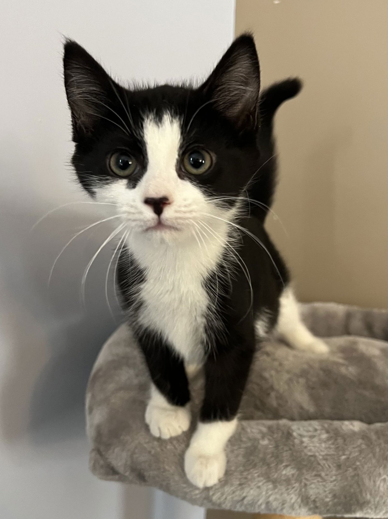 STAR - Domestic Short Hair available for adoption