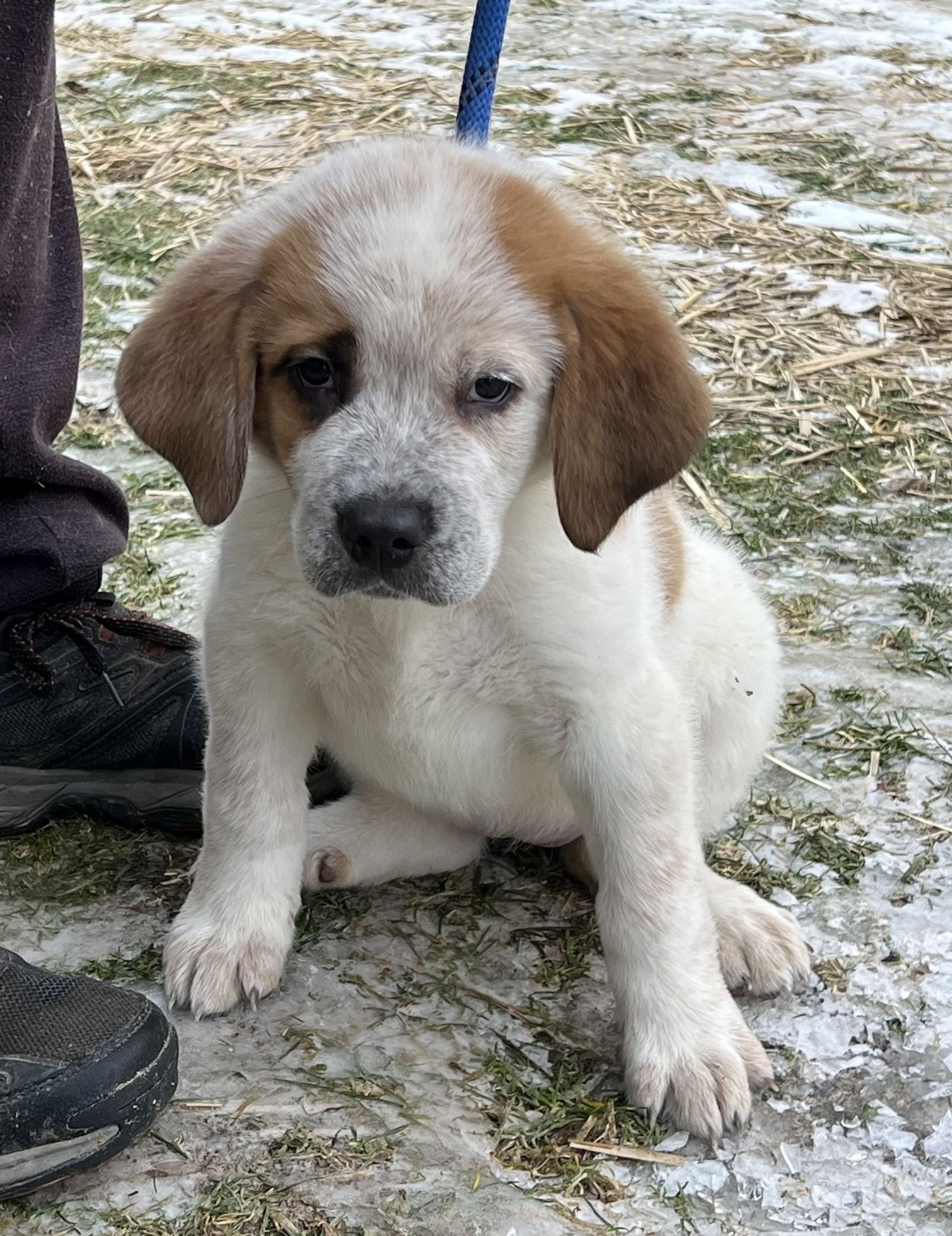 DAISY - Great Pyrenees / Saint Bernard available for adoption
