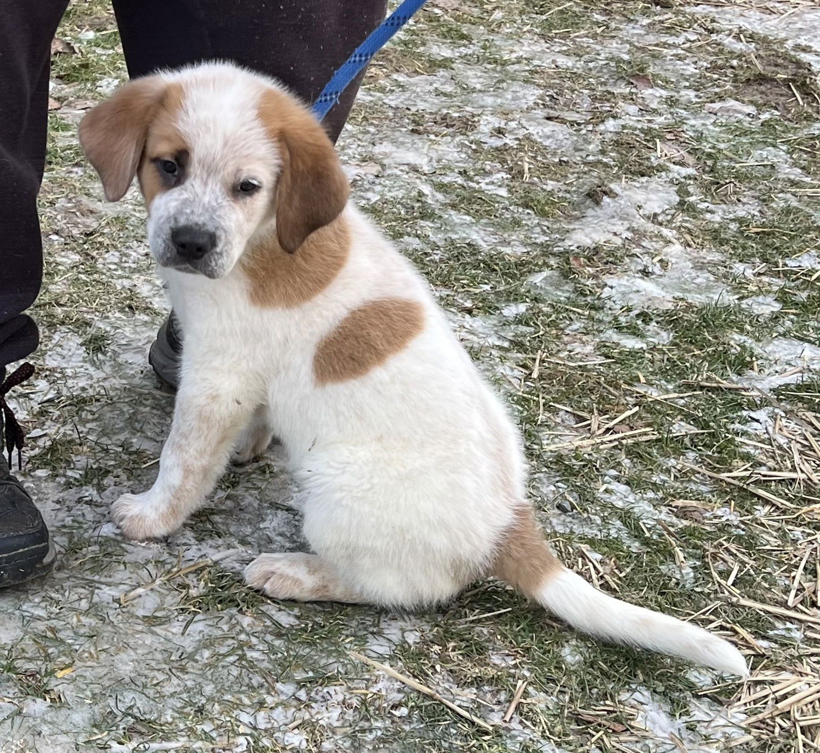 DAISY - Great Pyrenees / Saint Bernard available for adoption