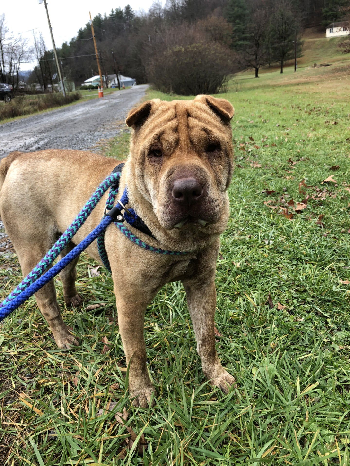 AZA - Shar Pei available for adoption