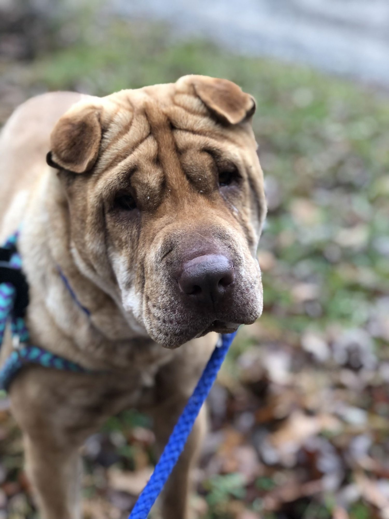 AZA - Shar Pei available for adoption