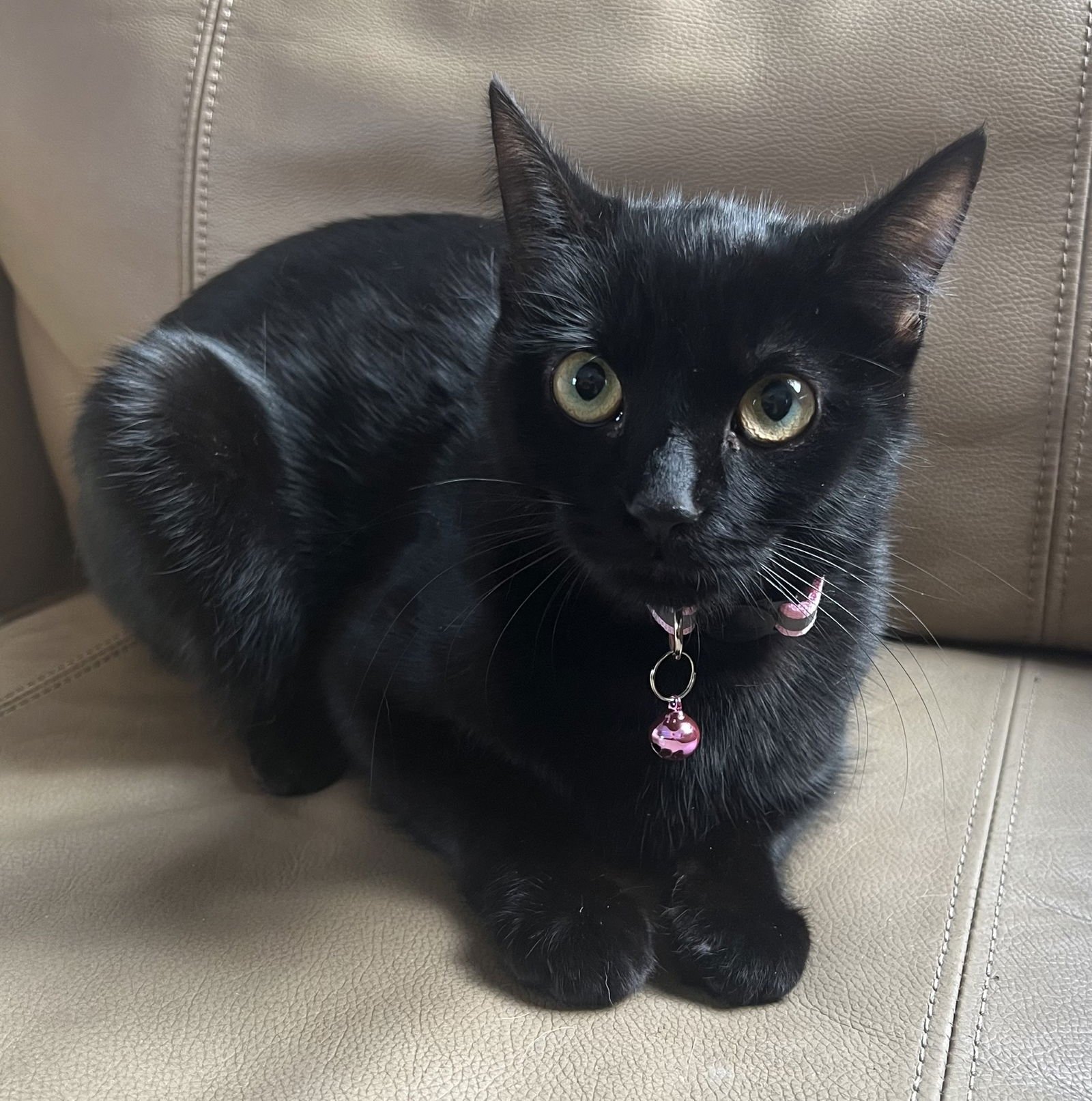 SUMMER - Domestic Short Hair available for adoption