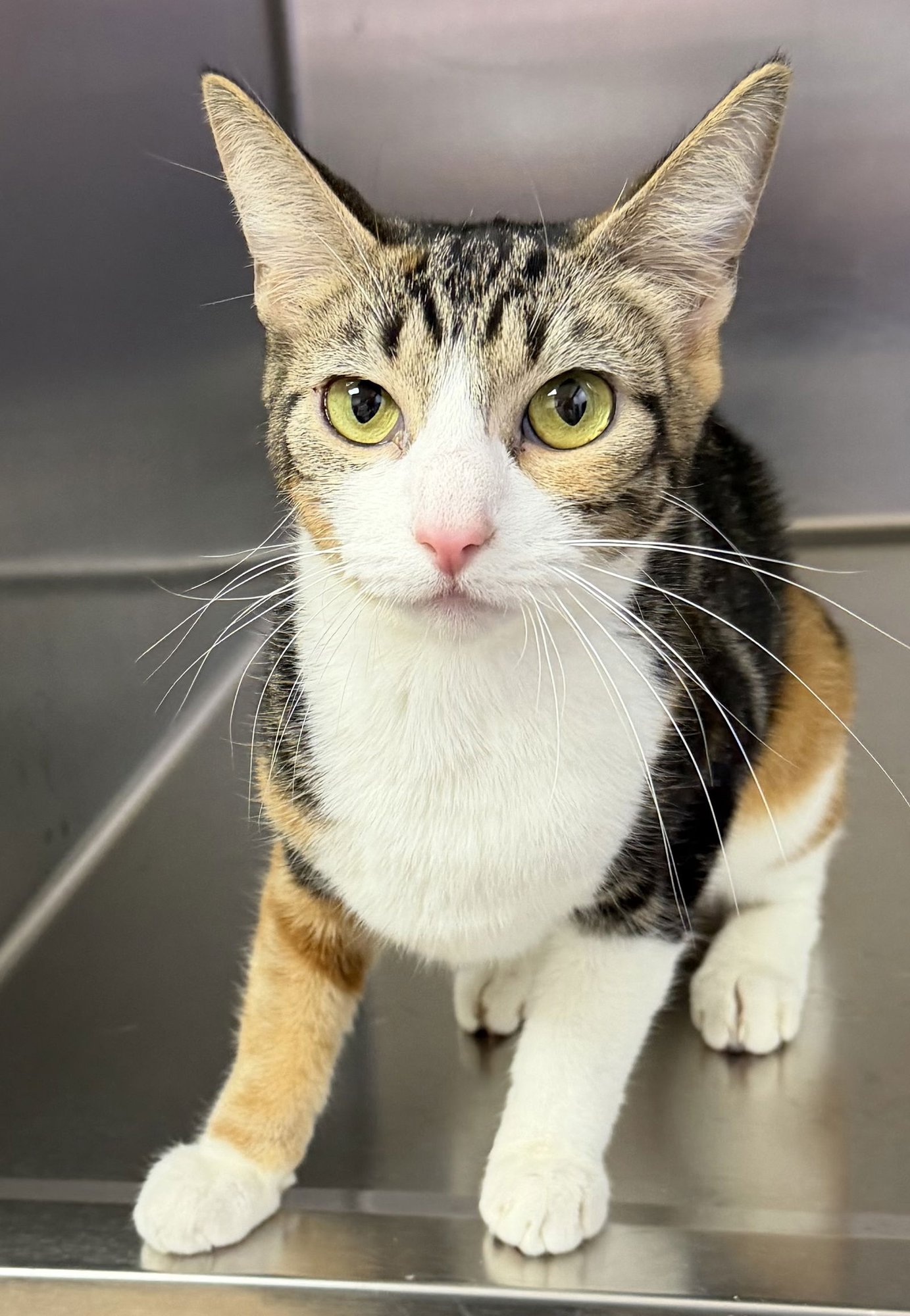 CINNAMON - Domestic Short Hair available for adoption