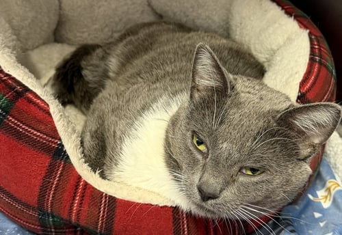 CHUCK - Domestic Short Hair available for adoption