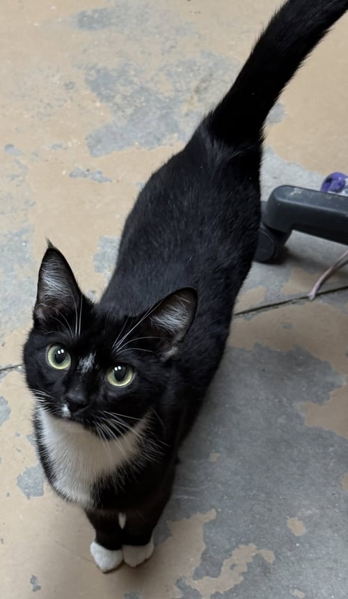 SPROUT - Domestic Short Hair available for adoption