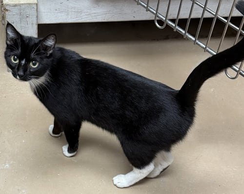 SPROUT - Domestic Short Hair available for adoption