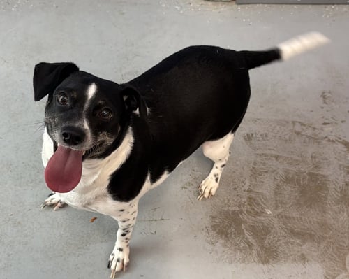 MINNIE PEARL - Beagle available for adoption