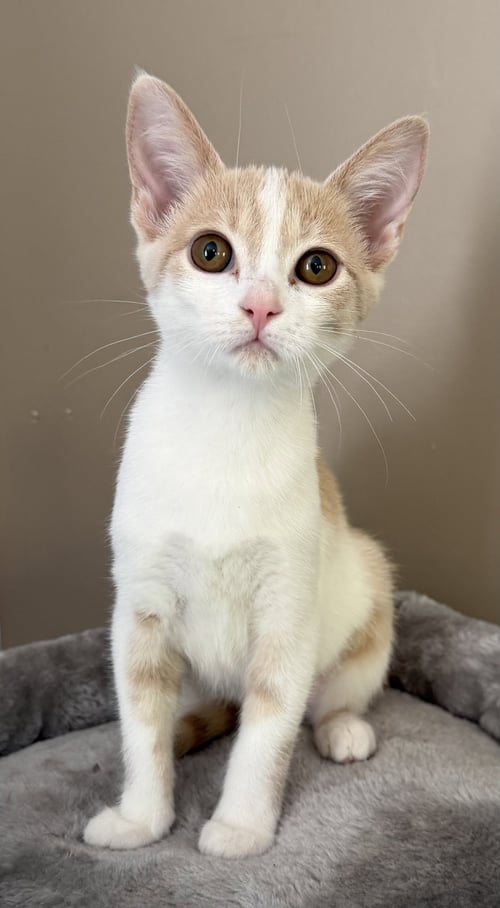 IVY (OFFSITE AT FANCY PAWS)