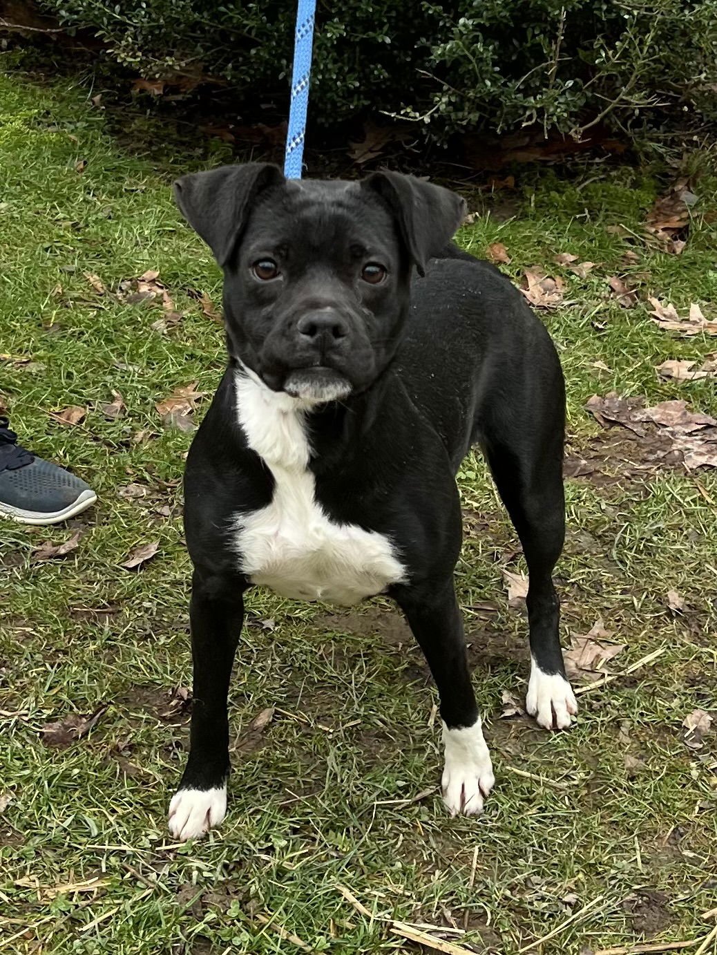 LUNA - Pit Bull Terrier available for adoption