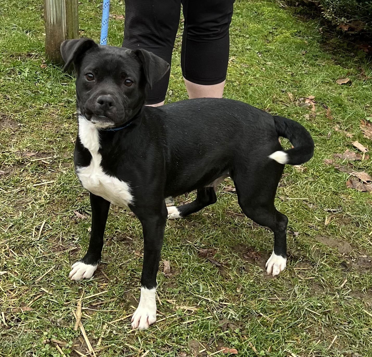 LUNA - Pit Bull Terrier available for adoption