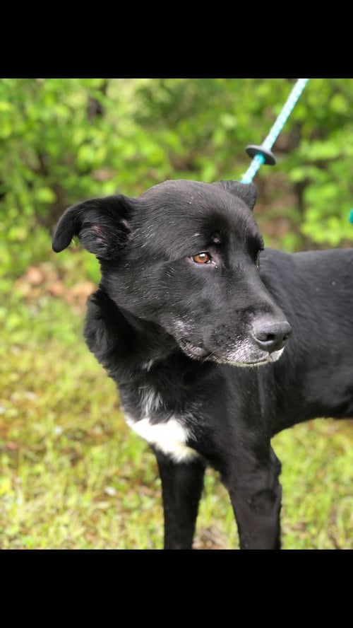 BOE - Black Labrador Retriever available for adoption