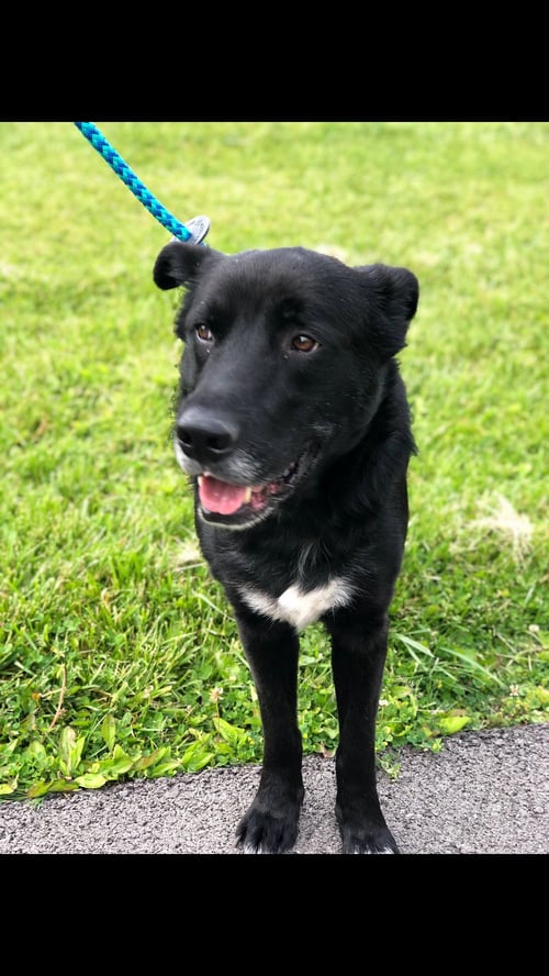 BOE - Black Labrador Retriever available for adoption