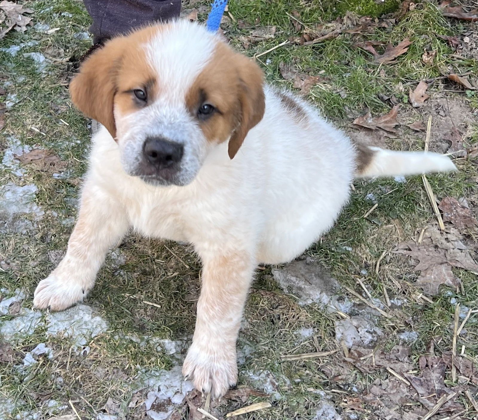 MICKY - Great Pyrenees / Saint Bernard available for adoption