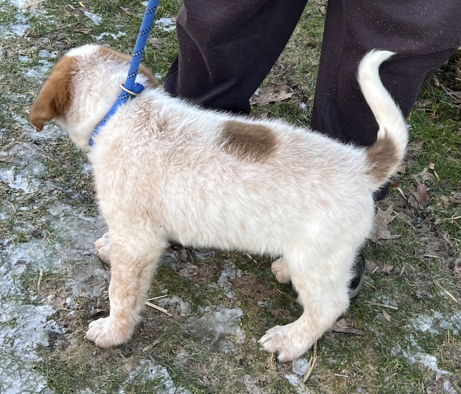 MICKY - Great Pyrenees / Saint Bernard available for adoption