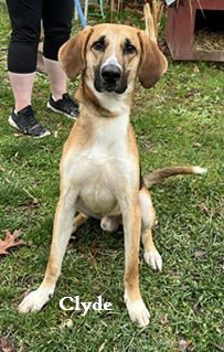 CLYDE - Hound available for adoption