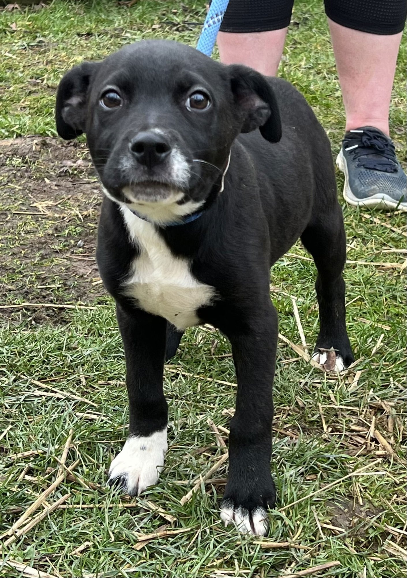 SARA - American Pit Bull Terrier / Black Labrador Retriever available for adoption