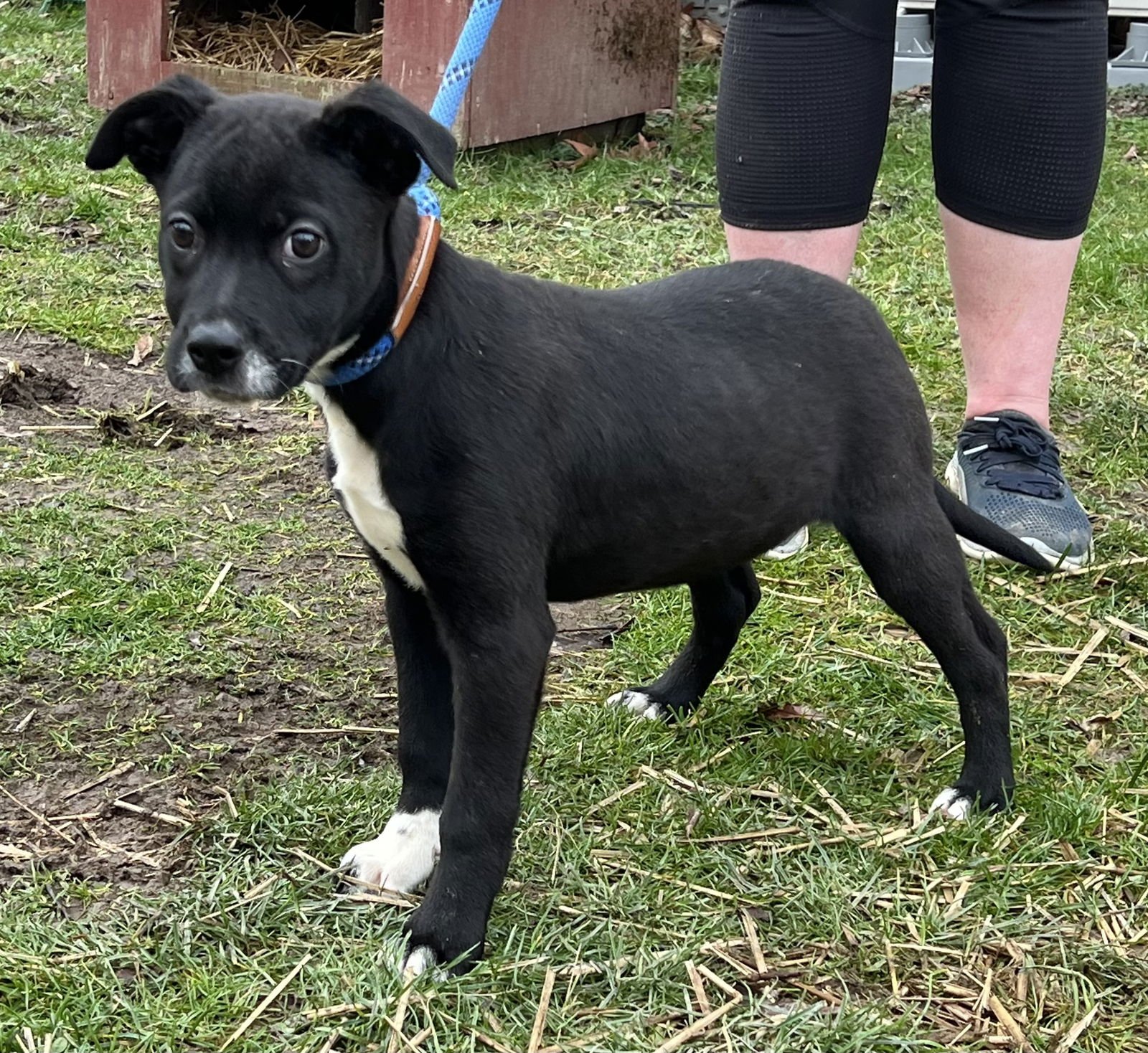 SARA - American Pit Bull Terrier / Black Labrador Retriever available for adoption