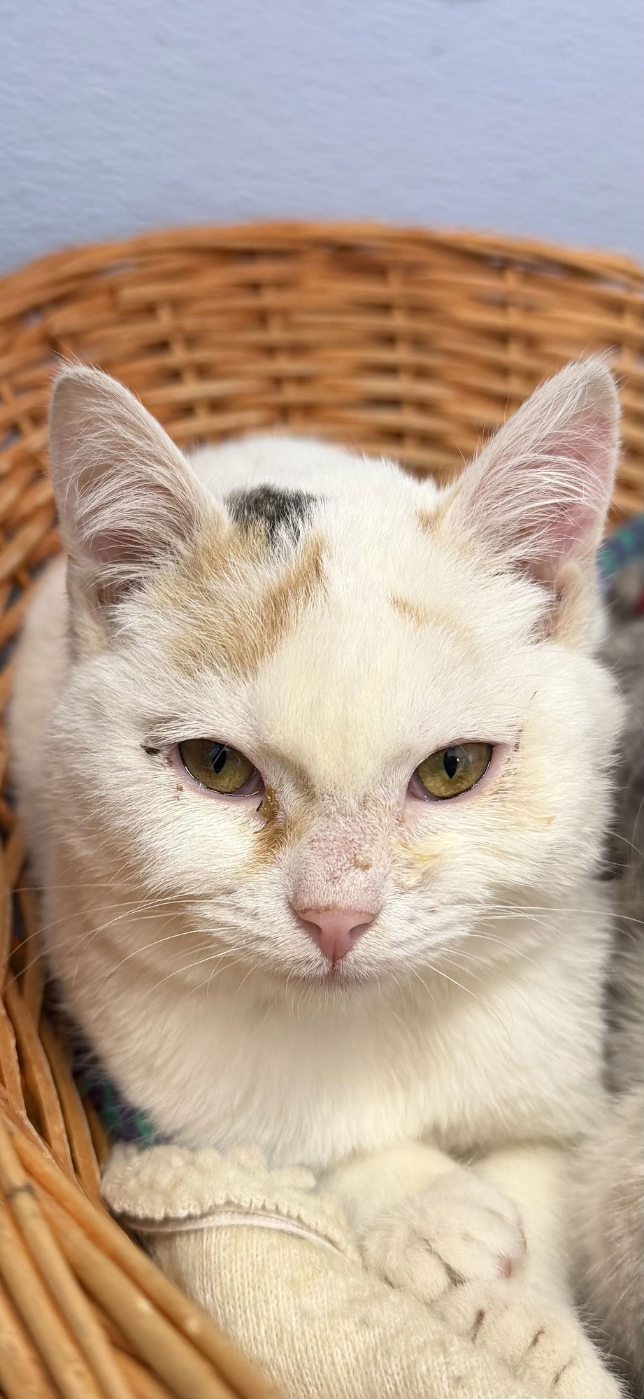 FLOWER - Domestic Short Hair available for adoption