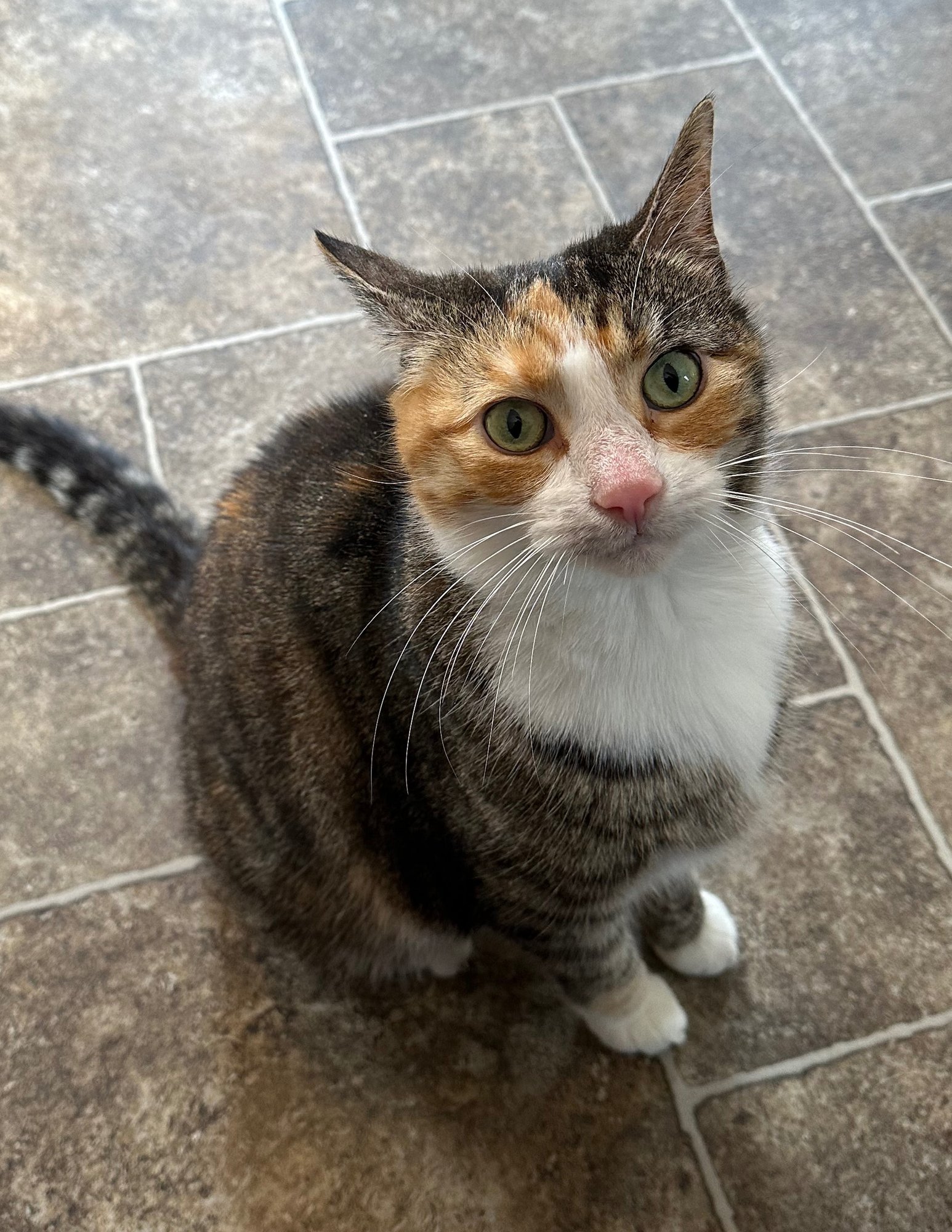 KATE - Domestic Short Hair available for adoption