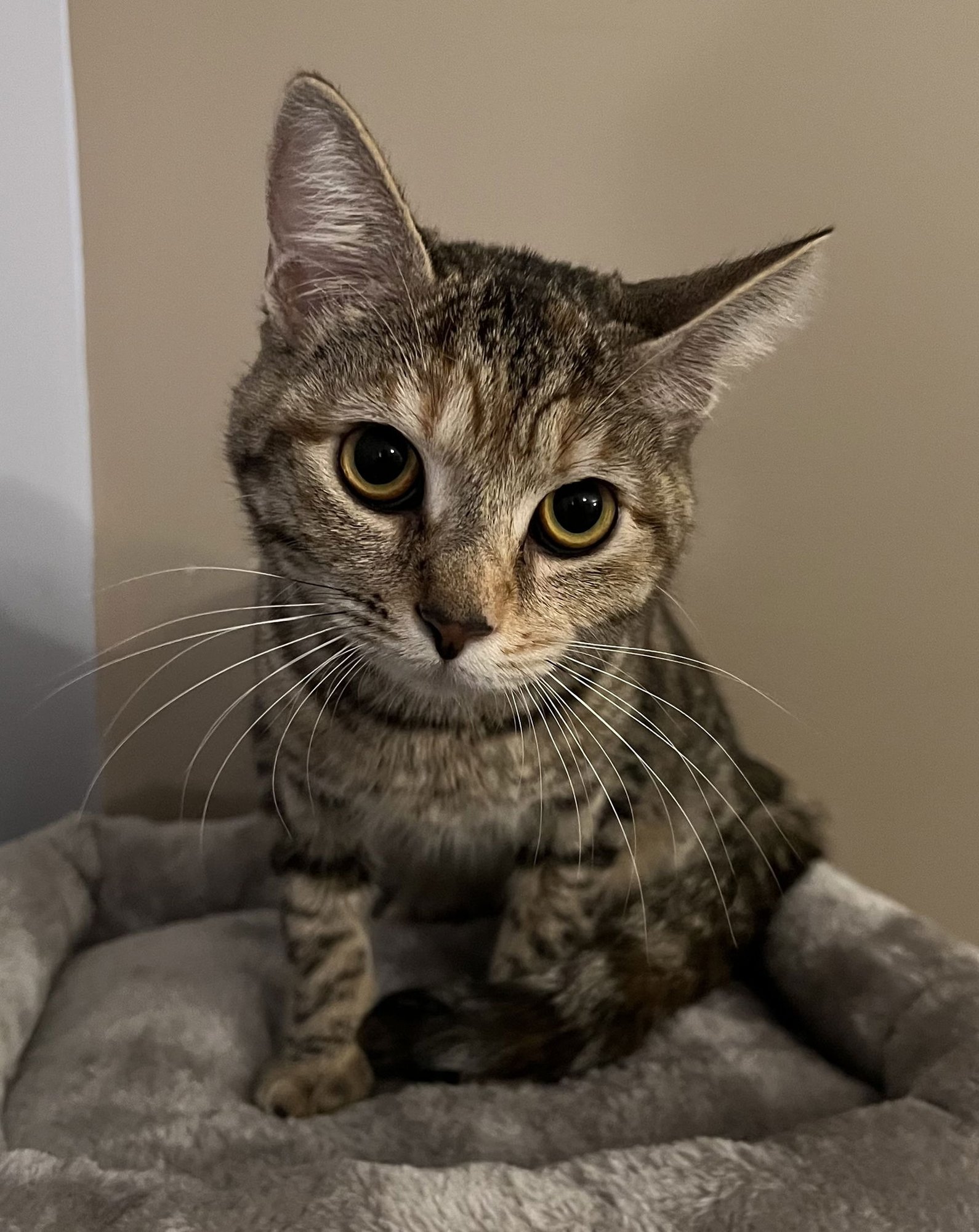 BELLA - Domestic Short Hair available for adoption