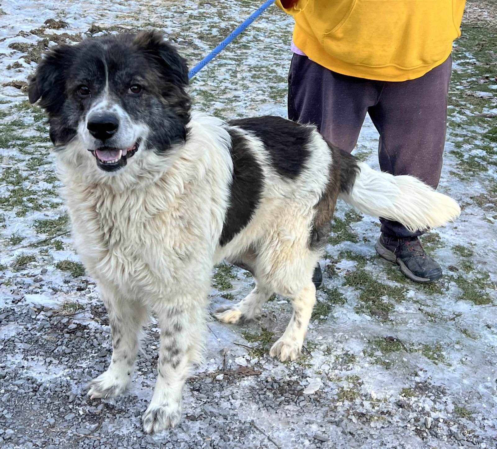 KODIAK - Great Pyrenees available for adoption
