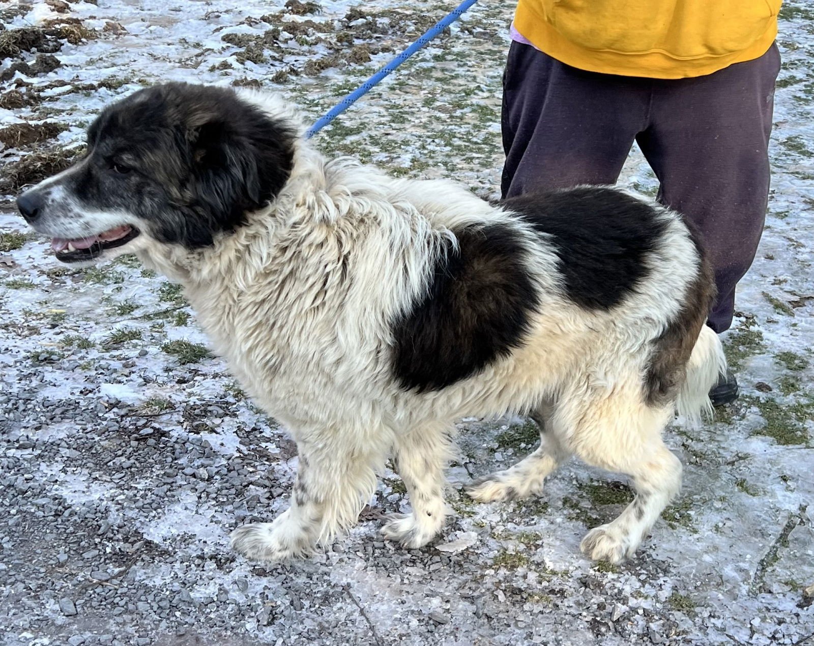 KODIAK - Great Pyrenees available for adoption