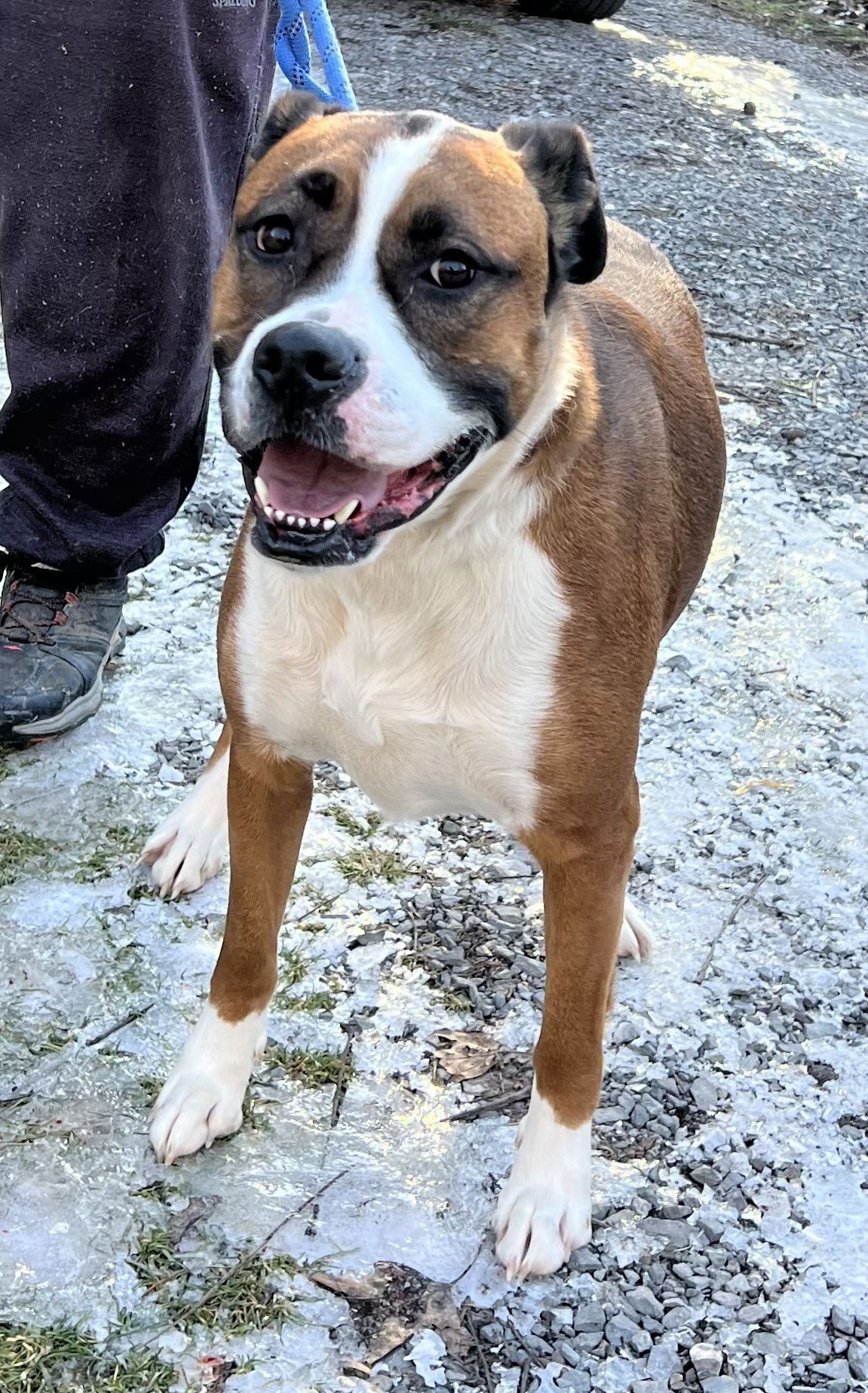 MOCHA - Boxer / American Pit Bull Terrier available for adoption