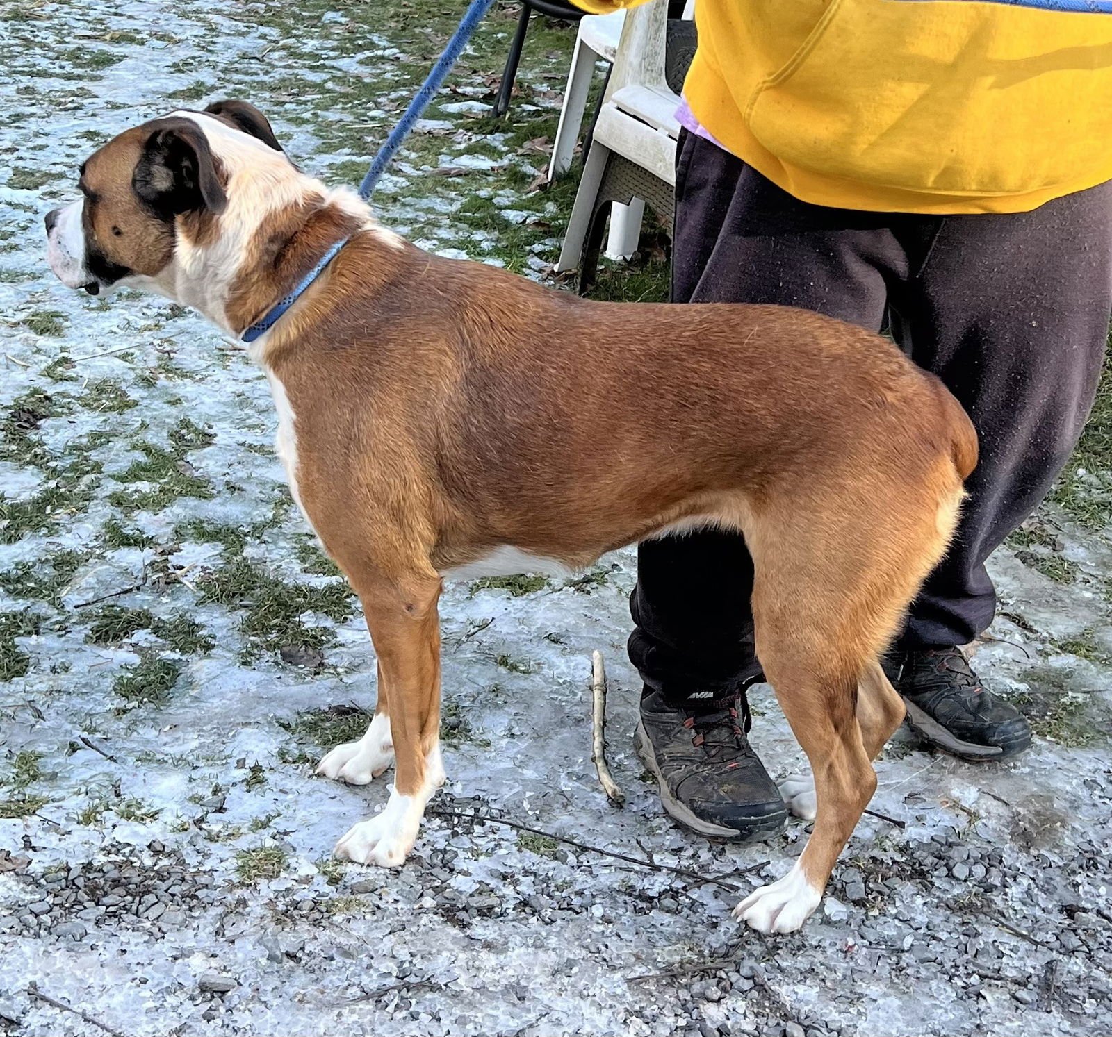 MOCHA - Boxer / American Pit Bull Terrier available for adoption