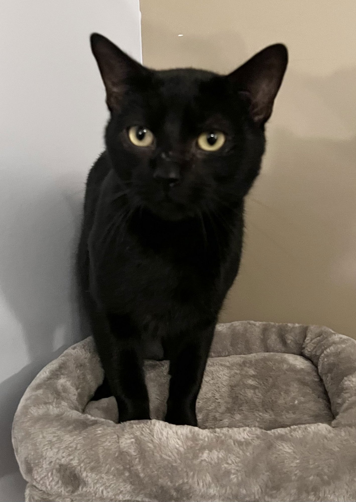 COAL - Domestic Short Hair available for adoption