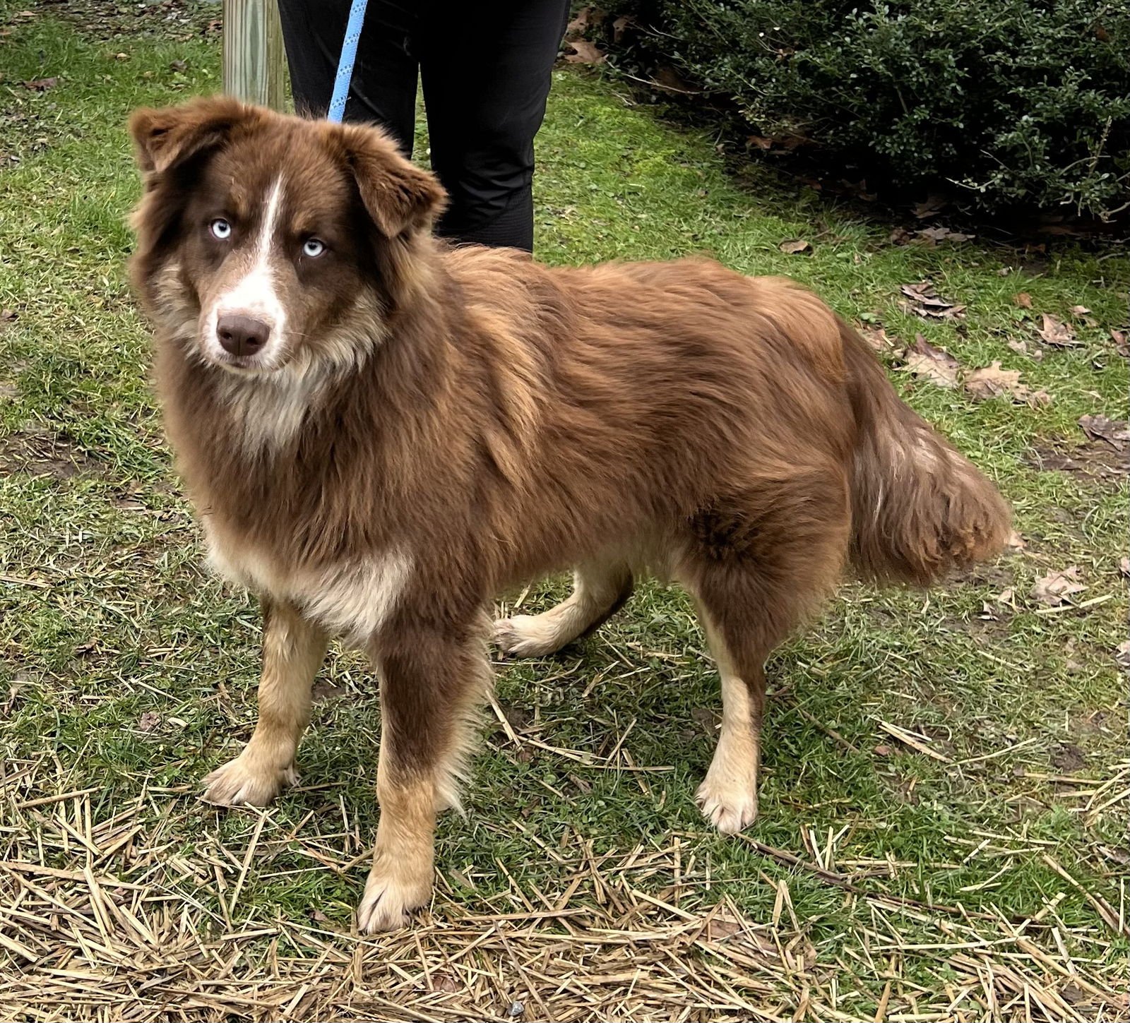 PAXTON - Australian Cattle Dog/Blue Heeler available for adoption