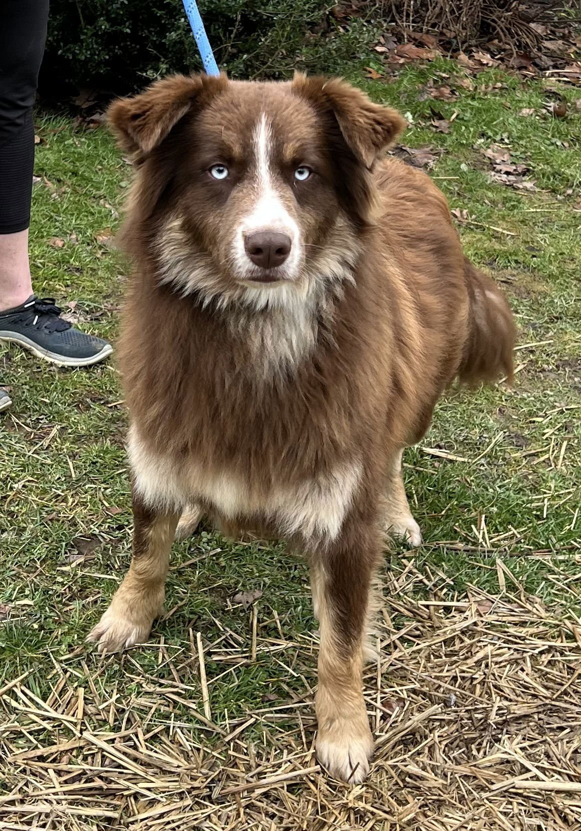 PAXTON - Australian Cattle Dog/Blue Heeler available for adoption