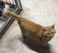 Ferdinand  FIV + - Photo 1