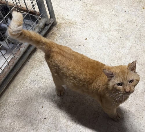 FERDINAND  FIV + - Domestic Short Hair available for adoption