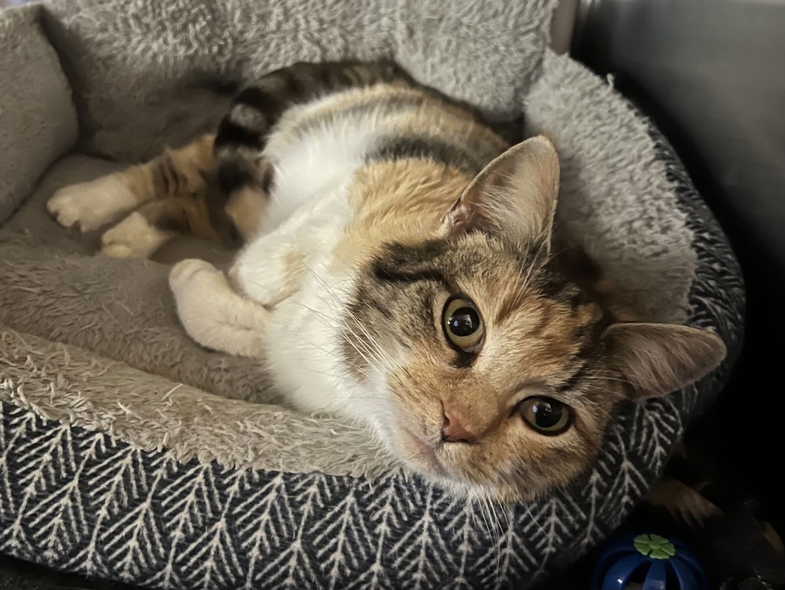 DOLLY - Calico available for adoption