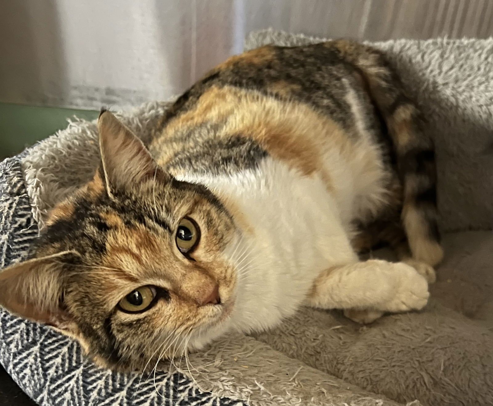 DOLLY - Calico available for adoption