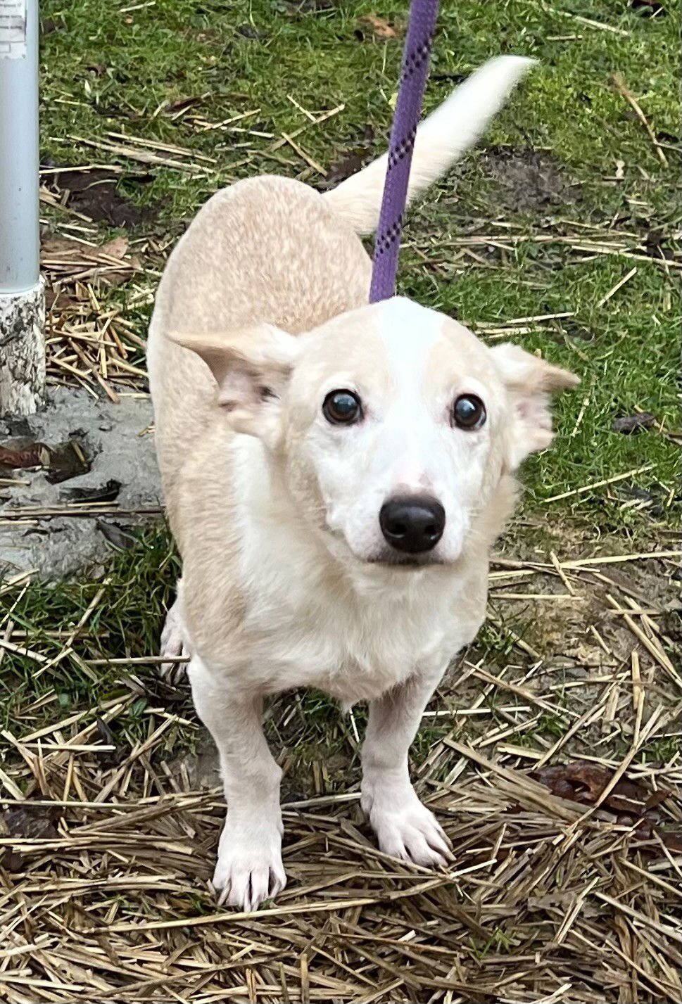 NELLA - Terrier available for adoption