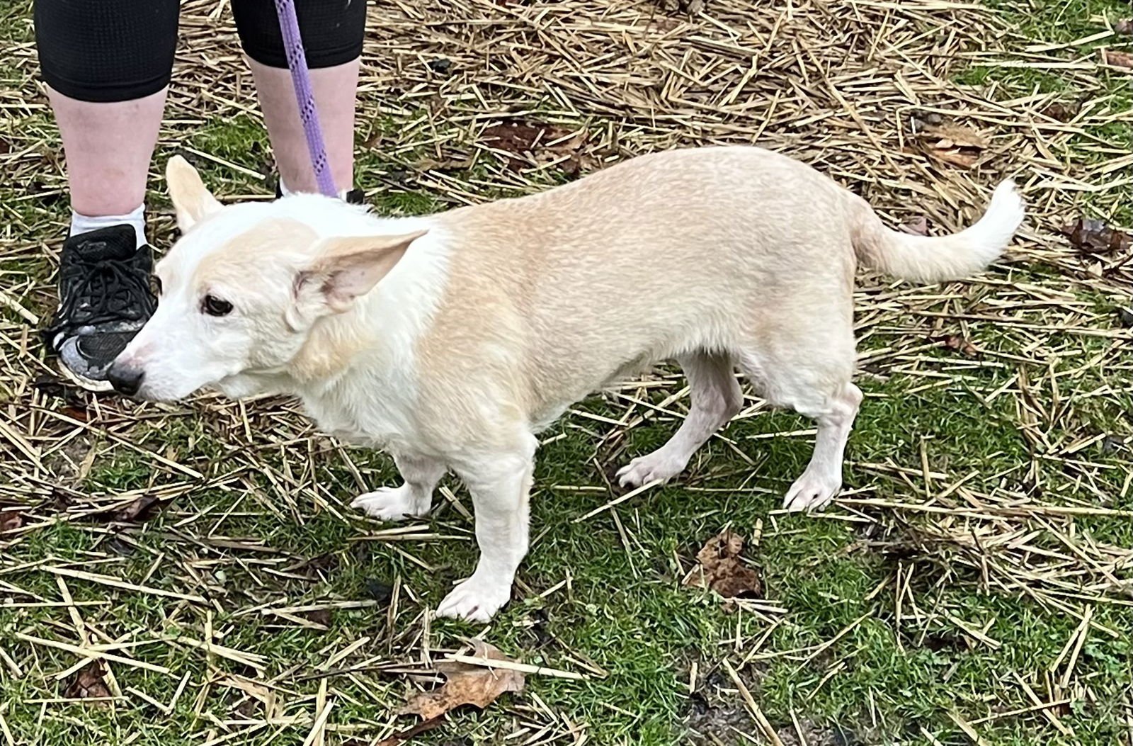 NELLA - Terrier available for adoption