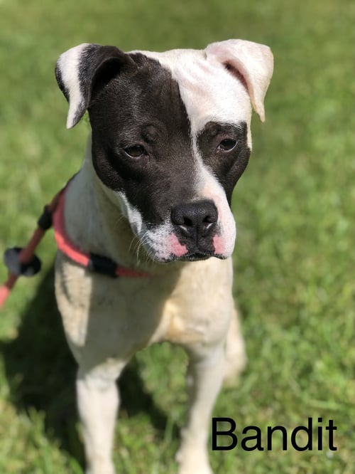 BANDIT - American Pit Bull Terrier available for adoption