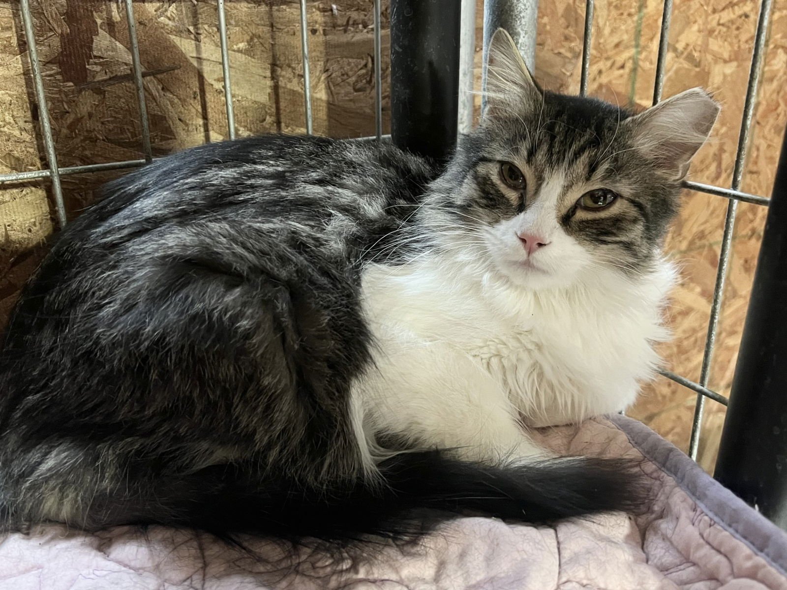 TOMMY - Domestic Medium Hair available for adoption