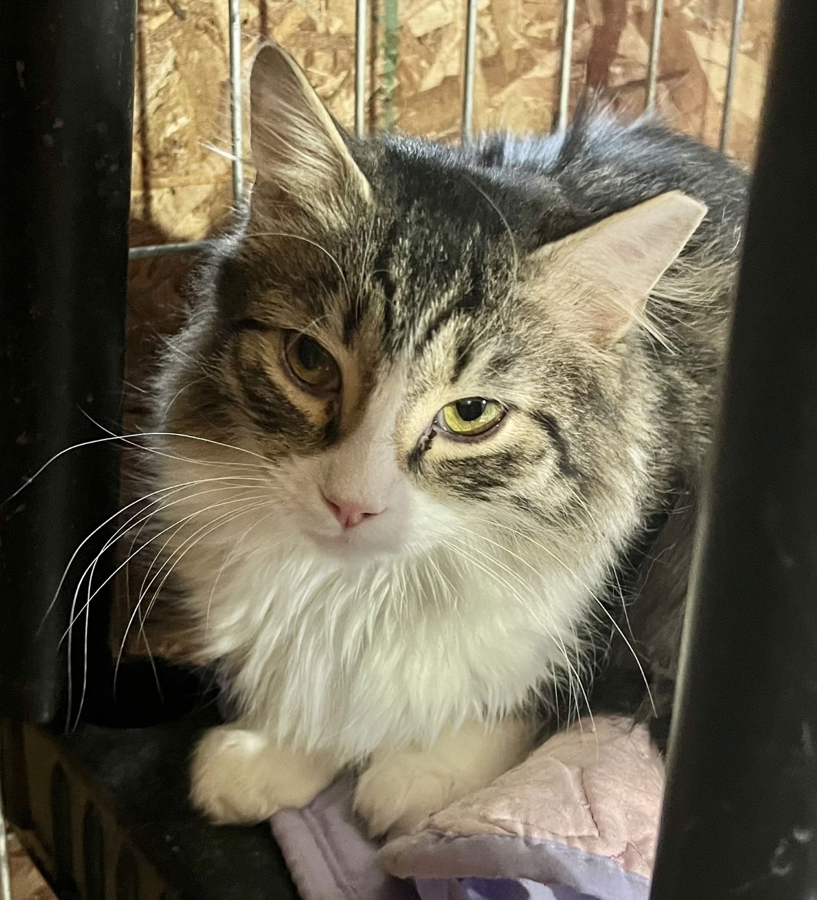 TOMMY - Domestic Medium Hair available for adoption