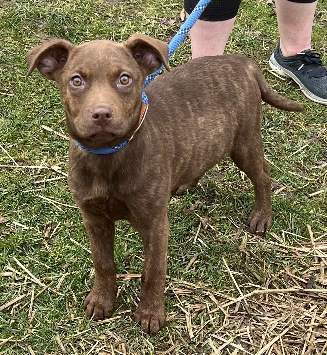 CLARA - American Pit Bull Terrier / Yellow Labrador Retriever available for adoption