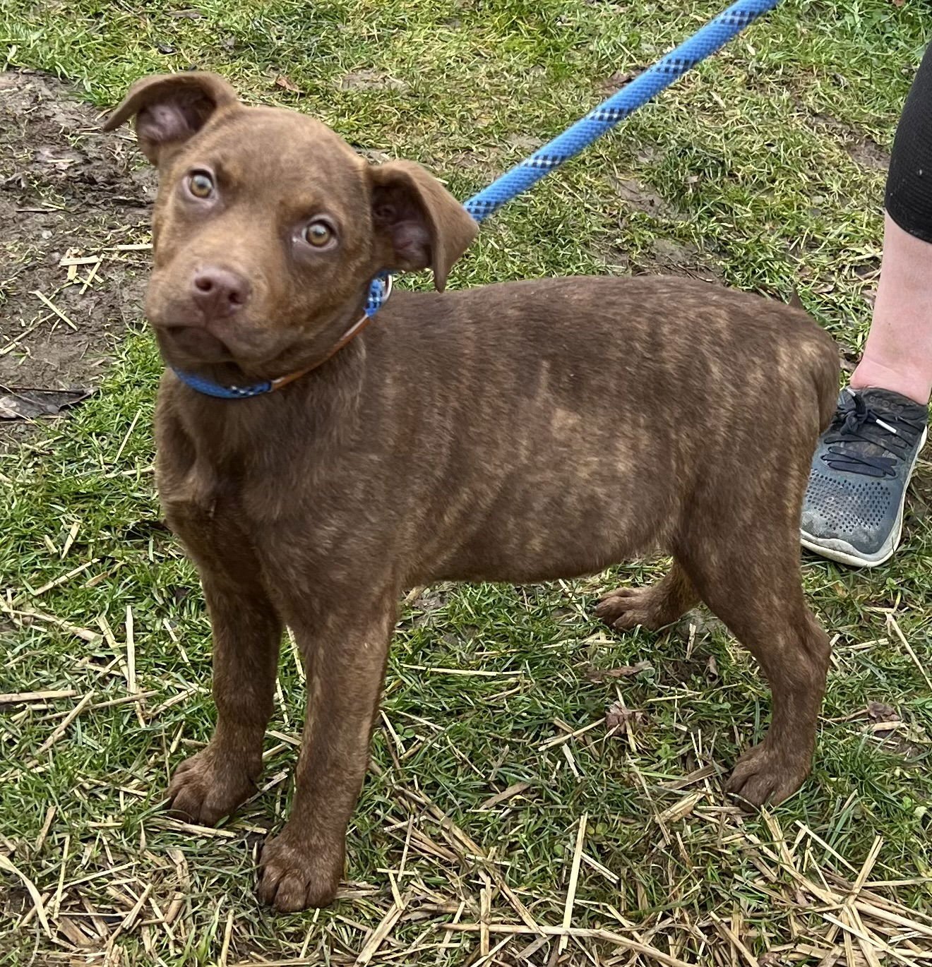 CLARA - American Pit Bull Terrier / Yellow Labrador Retriever available for adoption