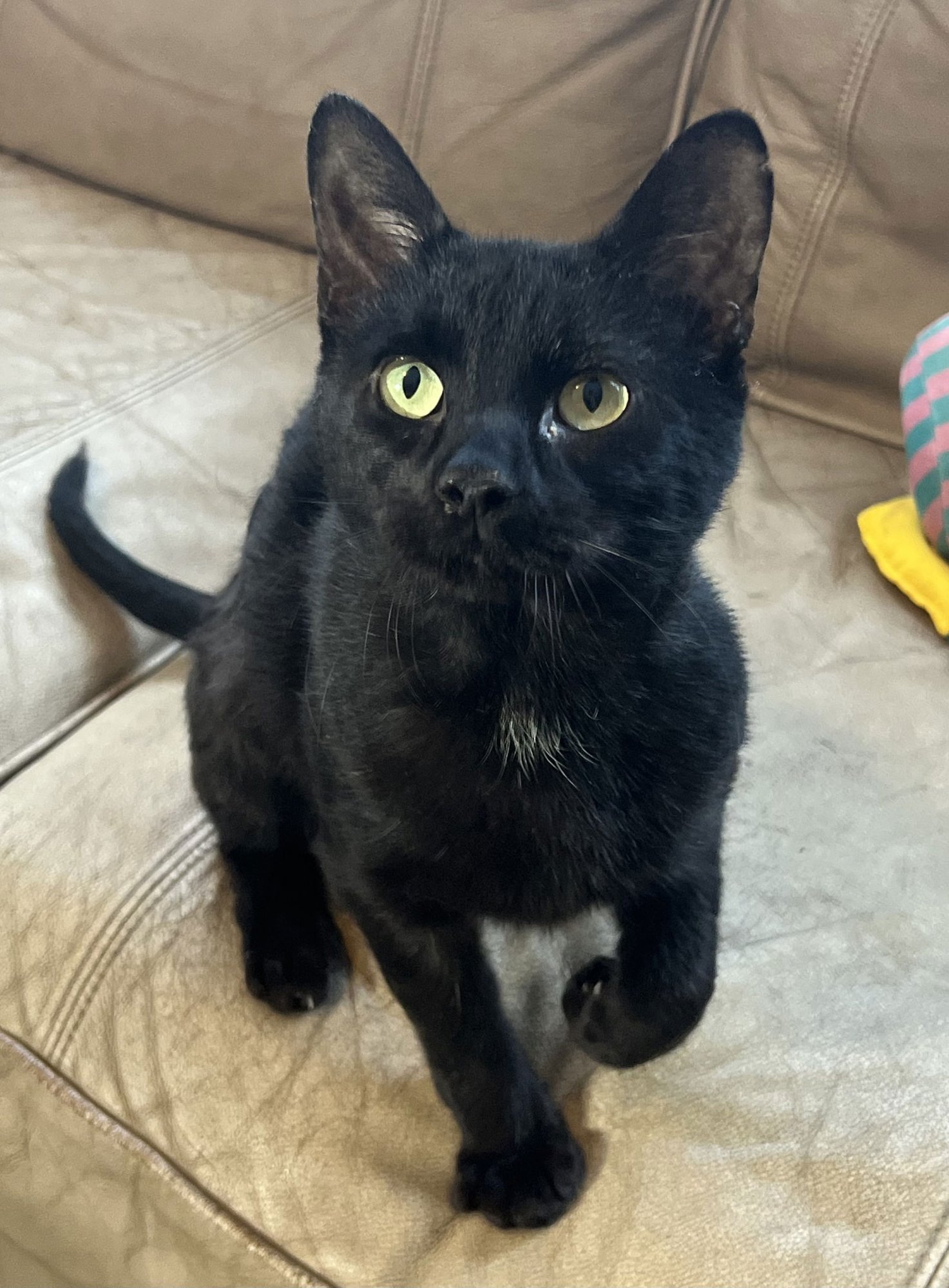 BILLY - Domestic Short Hair available for adoption